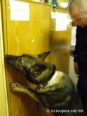 Vcvik policajnch psov v priestoroch prlogp