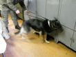 Vcvik policajnch psov v priestoroch prlogp